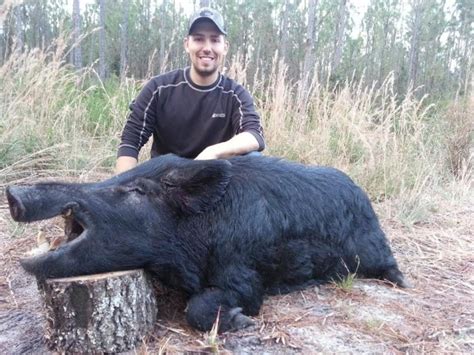 cheap hog hunting in florida